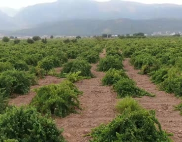 hatun-parmaki-ve-antep-karasi-uzum-hasadi-basladi-bolgesel-ureticinin-sesleri-e9nQs9RP.jpg