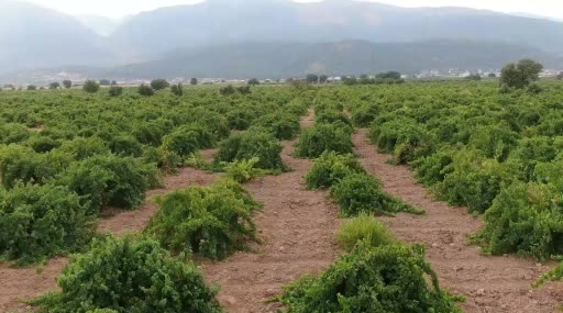 hatun-parmaki-ve-antep-karasi-uzum-hasadi-basladi-bolgesel-ureticinin-sesleri-e9nQs9RP.jpg