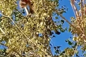 kovancilarda-agacta-gorulen-vasak-iucn-listesinde-yer-aliyor-iSjuVByP.jpg