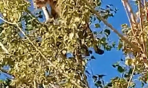 Kovancılar’da Ağaçta Görülen Vaşak IUCN Listesinde Yer Alıyor