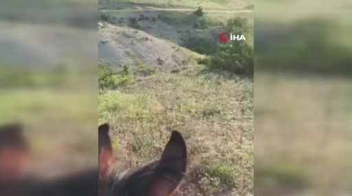 Kovancılar’da Domuz Sürüsü Yakalayan Cep Telefonu Kaydı