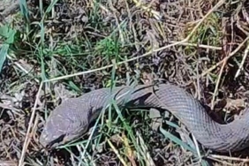 mezrada-15-metre-kocabas-yilani-goren-ciftcinin-doga-bilinci-zehirli-degil-ekosisteme-katki-eHj69YEa.jpg