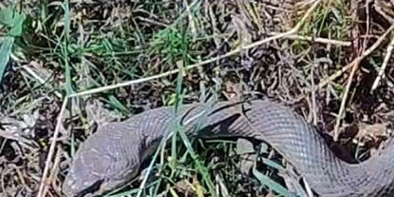 Mezra’da 1,5 Metre Kocabaş Yılanı Gören Çiftçinin Doğa Bilinci: Zehirli Değil, Ekosisteme Katkı