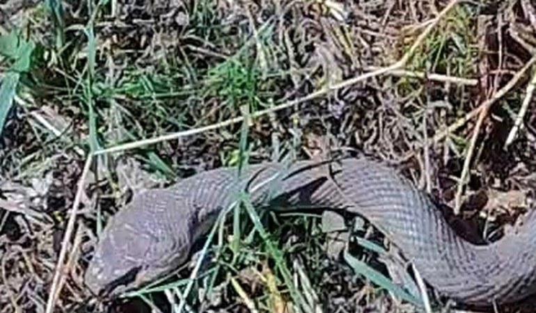mezrada-15-metre-kocabas-yilani-goren-ciftcinin-doga-bilinci-zehirli-degil-ekosisteme-katki-eHj69YEa.jpg