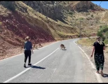 tunceli-hozat-yolunda-iucn-kirmizi-listesindeki-dag-kecisi-surusu-kamerada-llAW1P8b.jpg