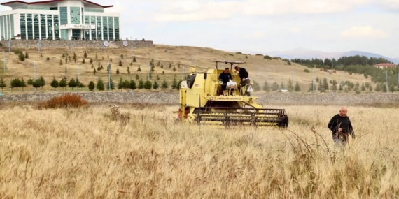 Ardahan’da Ata Tohumuyla Geleneksel Kavılca Hasadı Sürdürülebilir Tarıma Katkı