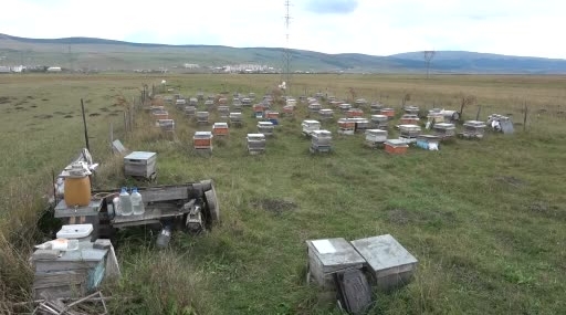 Arı Yetiştiricileri Ardahan’da Sonbahar Bakımına Hazırlanıyor: Kışa Güçlü Başlangıç İçin Planlar