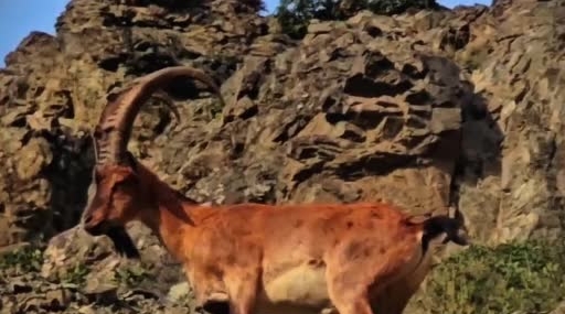 Dağ Keçileri Yaban Yaşamın İzinde: Tortum Karayoluna Yakın Noktada Görüntülendi