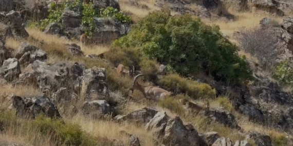 Dağlık Arazide Koruma Altındaki Dağ Keçileri Görüntülendi