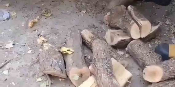 Diyarbakır’da Odunluğa Giren Yılanı İtfaiye Ekipleri Güvenli Şekilde Çıkardı
