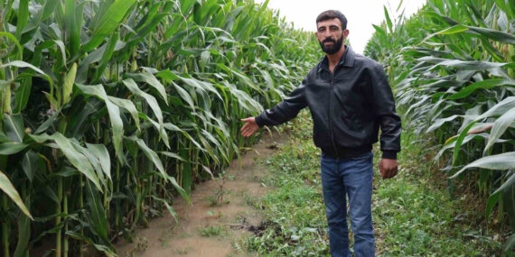 Elazığ’da Selin Tesiri: 300 Dönüm Mısır Tarla Suyu Altında