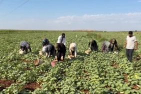 gaziantep-oguzelinde-tursuluk-acur-hasadi-ve-bolgede-yevmiye-sistemi-vv134S36.jpg