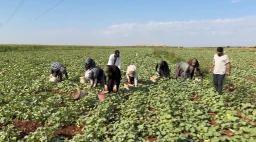 Gaziantep Oğuzeli’nde Turşuluk Acur Hasadı ve Bölgede Yevmiye Sistemi