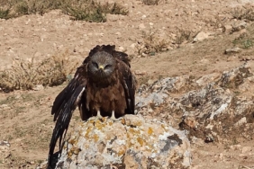 hizir-gibi-yetisen-caylak-kusu-koyde-koruma-altina-alindi-dPL5qQxK.jpg