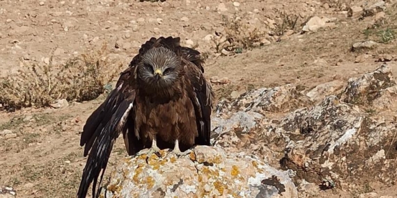 Hızır gibi yetişen çaylak kuşu, köyde koruma altına alındı
