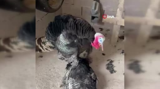 İslahiye’de Erkek Hindinin Telef Olan Dişi Hindiyi Uyandırma Çabası