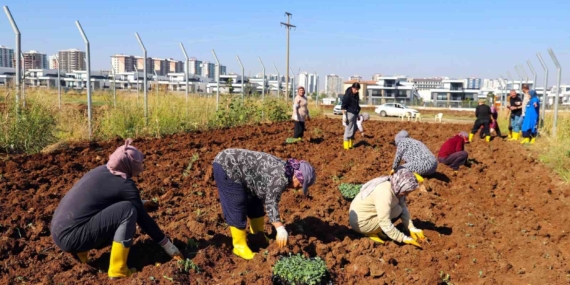 Kadın Kadın Kooperatifi: Diyarbakır’da Kent Bostanı Kışlık Üretime Geçiş