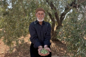 oguzelinde-sofralik-yesil-zeytin-hasadi-basladi-hasat-ve-tatlandirma-sureci-KKMNE2BN.jpg