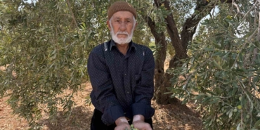oguzelinde-sofralik-yesil-zeytin-hasadi-basladi-hasat-ve-tatlandirma-sureci-KKMNE2BN.jpg