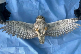van-yyu-yaban-hayvanlari-koruma-ve-rehabilitasyon-merkezinde-yilin-degerlendirmesi-ve-basarilari-q2yXUISj.jpg